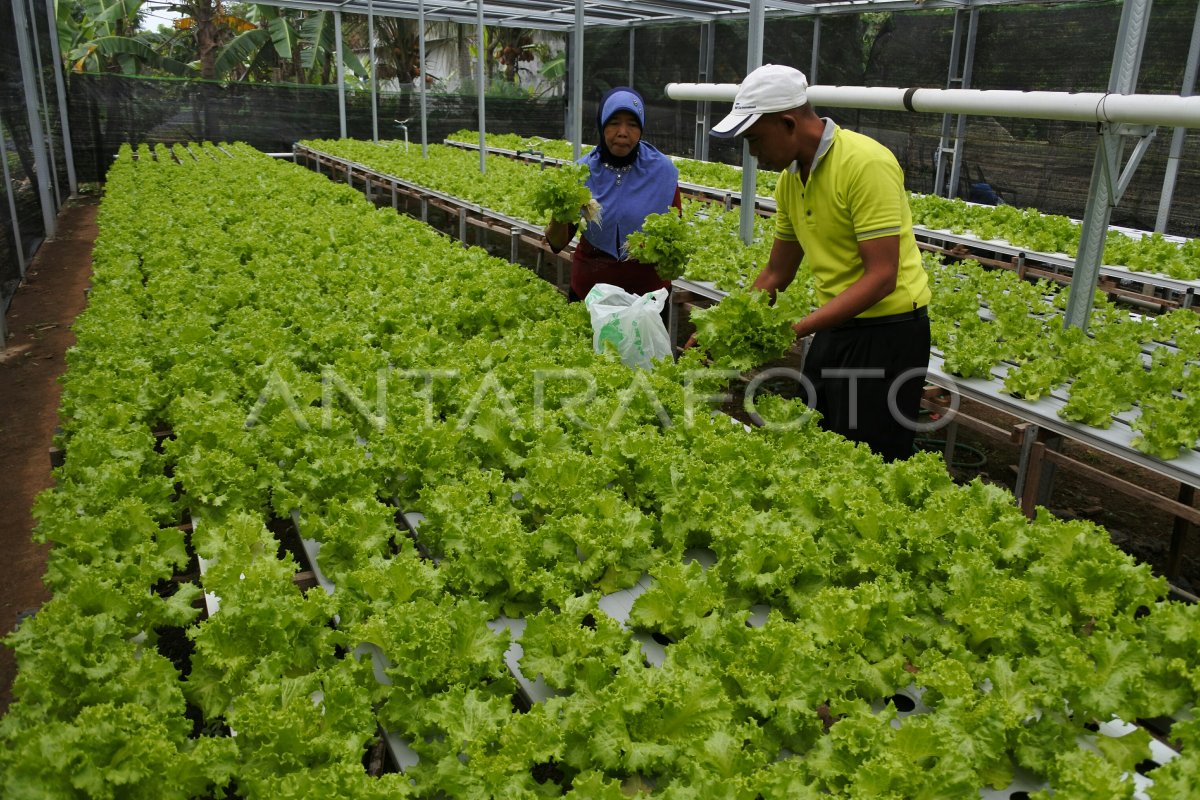 Selada Hidroponik Phia Latucce Farm: Segar Setiap Hari di Cilacap